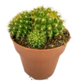Mammillaria Marksiana