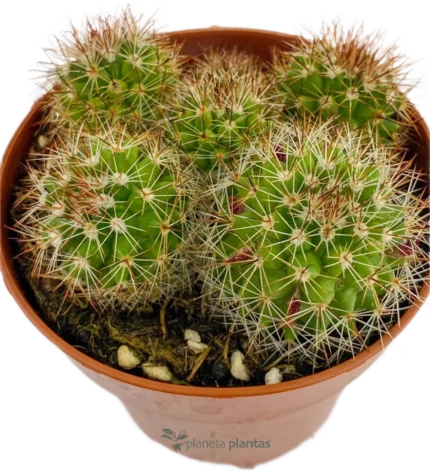 Mammillaria Spinosissima