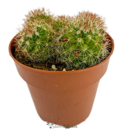 Mammillaria Spinosissima