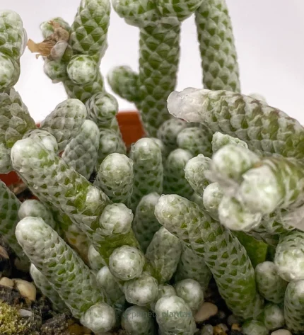 Mammillaria Vetula Subsp Gracilis