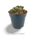 Mammillaria Elongata Cristata — vista dall'alto