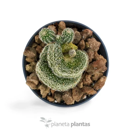 Mammillaria Elongata Cristata — foto principale