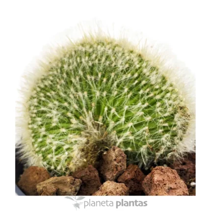 Mammillaria Geminispina crestata