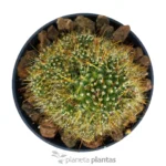 Mammillaria surculosa — vista laterale