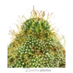 Mammillaria surculosa — vista dettaglio