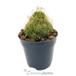 Mammillaria surculosa — foto principale