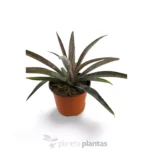 Mangave Ananas Express — foto principale