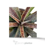 Mangave Ananas Express — vista dettaglio