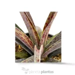Mangave Ananas Express — vista laterale