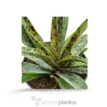 Mangave Ananas Express — vista dall'alto
