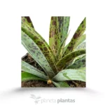 Mangave Ananas Express — altra vista