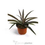 Mangave Ananas Express — immagine aggiuntiva