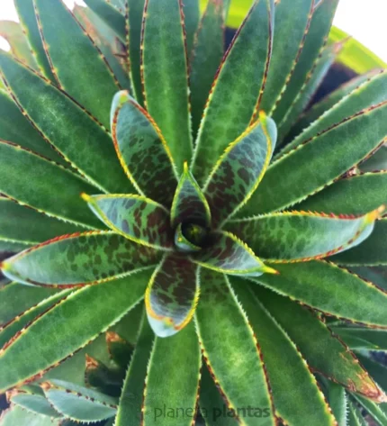 Mangave BloodSpot — foto principale