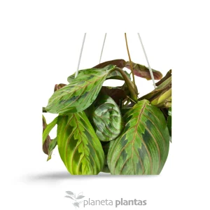 Maranta Leuconeura Tricolore