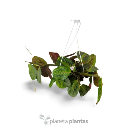 Maranta Leuconeura Tricolore — foto principale