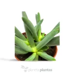 Marlothistella Uniondalensis — vista dettaglio