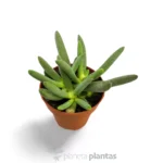 Marlothistella Uniondalensis — vista laterale
