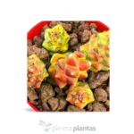Monadenium ritcheiei variegato — vista dettaglio