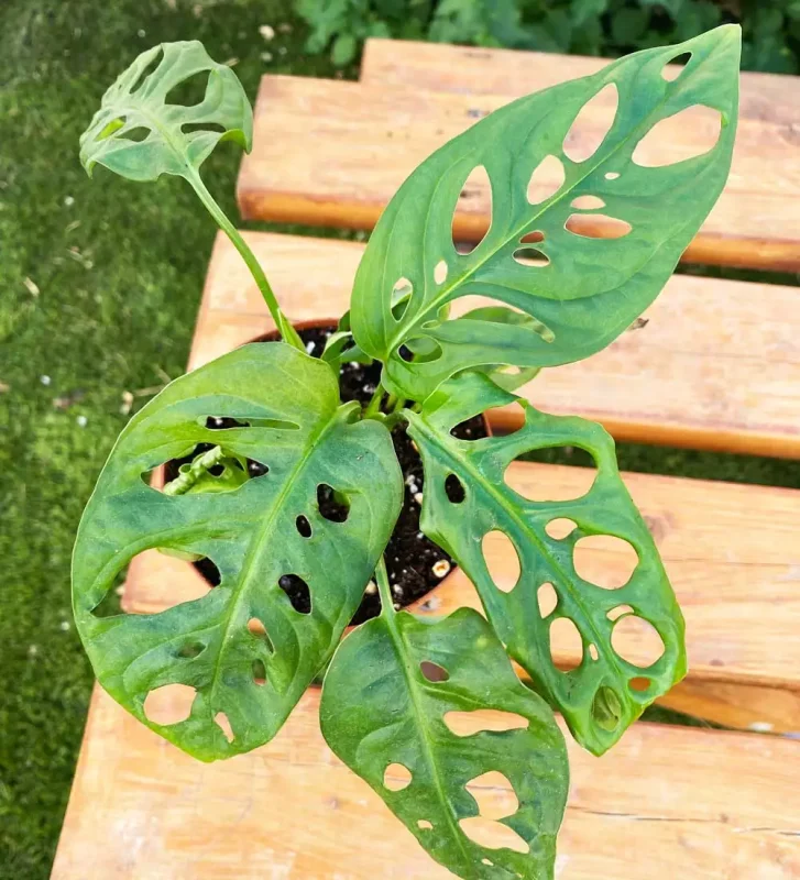 Monstera Adansonii — foto principale