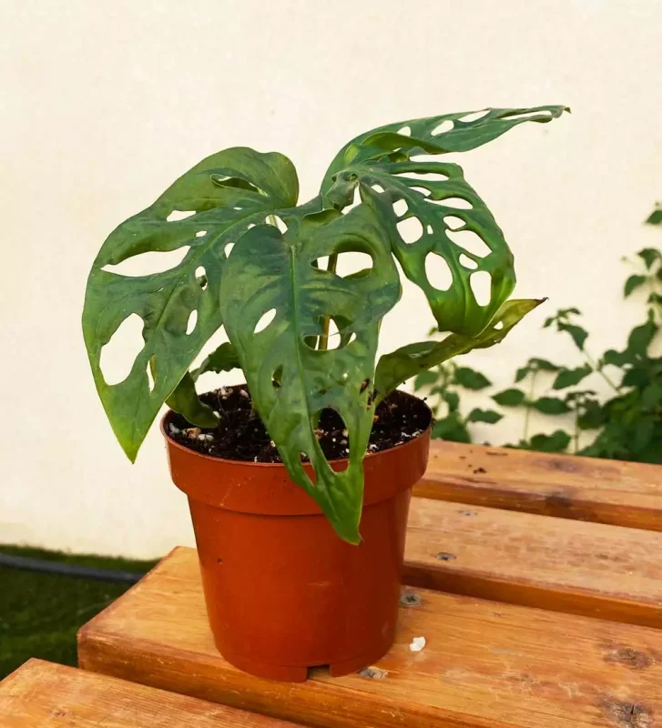 Monstera Adansonii