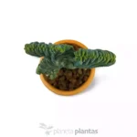 Myrtillocactus Geometrizans MOD044 — vista dettaglio