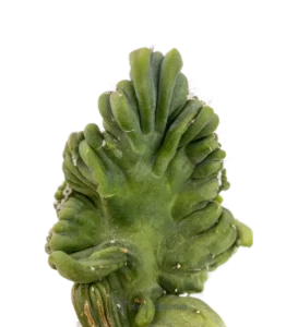 Myrtillocactus Geometrizans