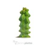 Myrtilocactus Geometrizans Fukurokuriuzimboku — foto principale