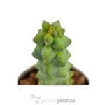 Myrtilocactus Geometrizans Fukurokuriuzimboku — vista dettaglio
