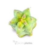Myrtilocactus Geometrizans Fukurokuriuzimboku — vista laterale