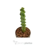 Myrtilocactus Geometrizans Fukurokuriuzimboku — vista dall'alto