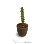 Myrtilocactus Geometrizans Fukurokuriuzimboku — altra vista