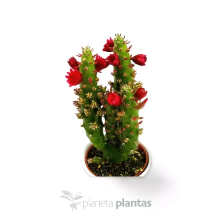 Opuntia quitensis