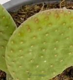 Orecchio di coniglio - (Opuntia Microdasys) — foto principale