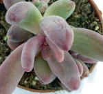 Pachysedum Ganzhou