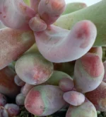 Pachysedum Ganzhou