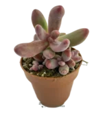 Pachysedum Ganzhou