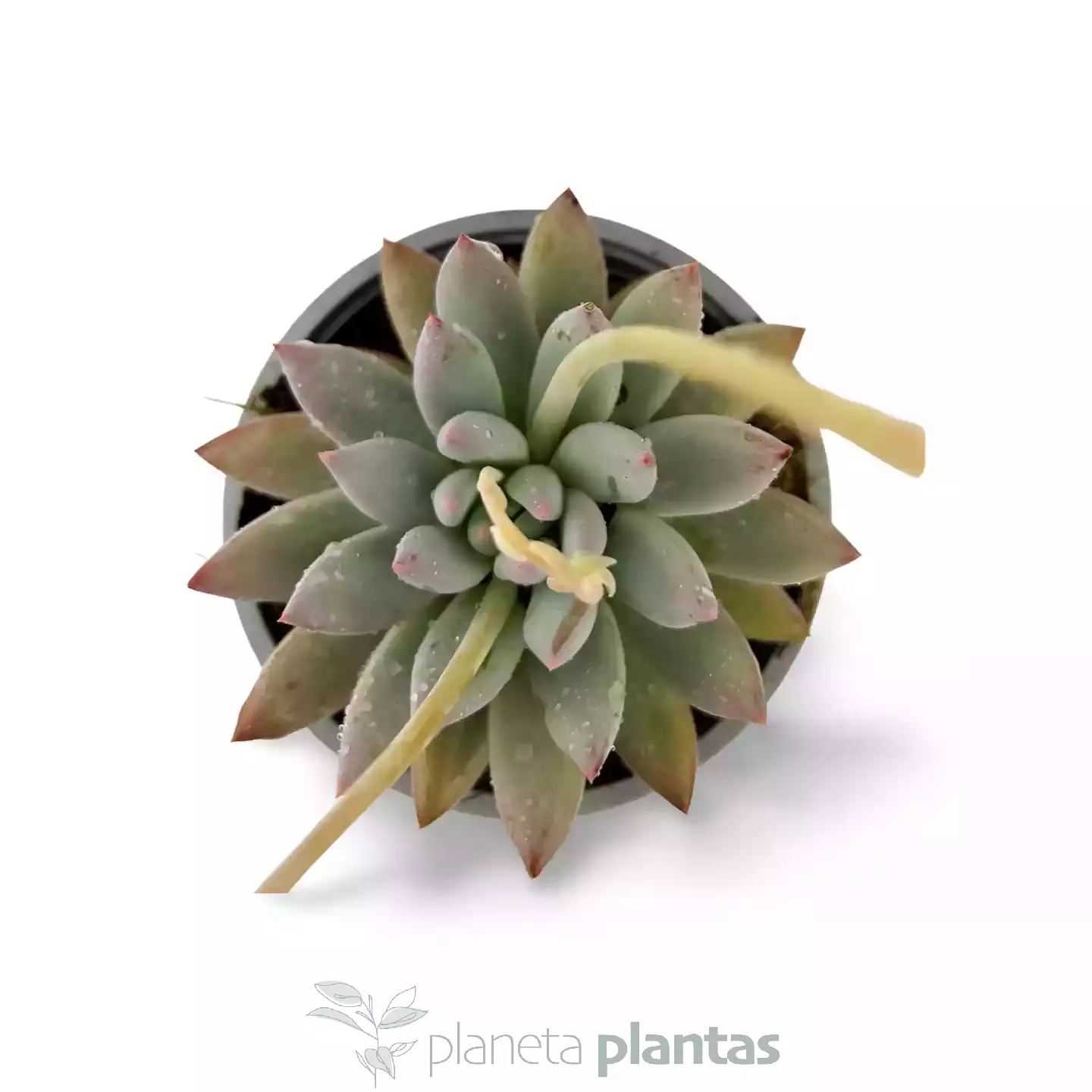 Pachyveria Krakatoa-03 Pachyveria Krakatau