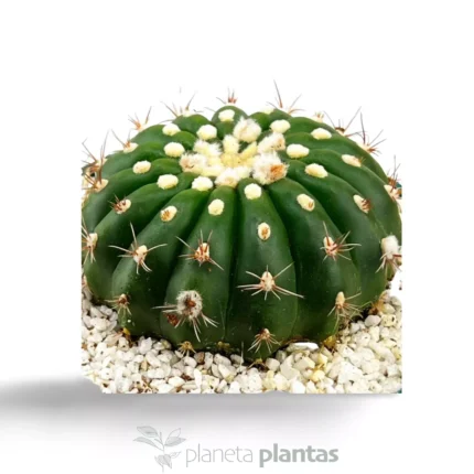 Parodia uebelmanniana — vista dall'alto