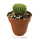 Parodia di Buiningii — vista dettaglio