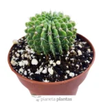 Parodia di Buiningii — foto principale