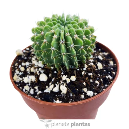 Parodia di Buiningii — foto principale