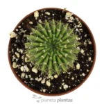 Parodia di Buiningii