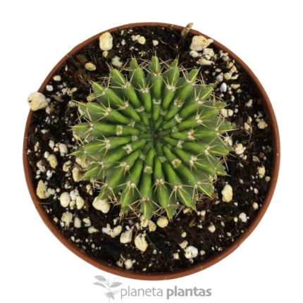 Parodia di Buiningii