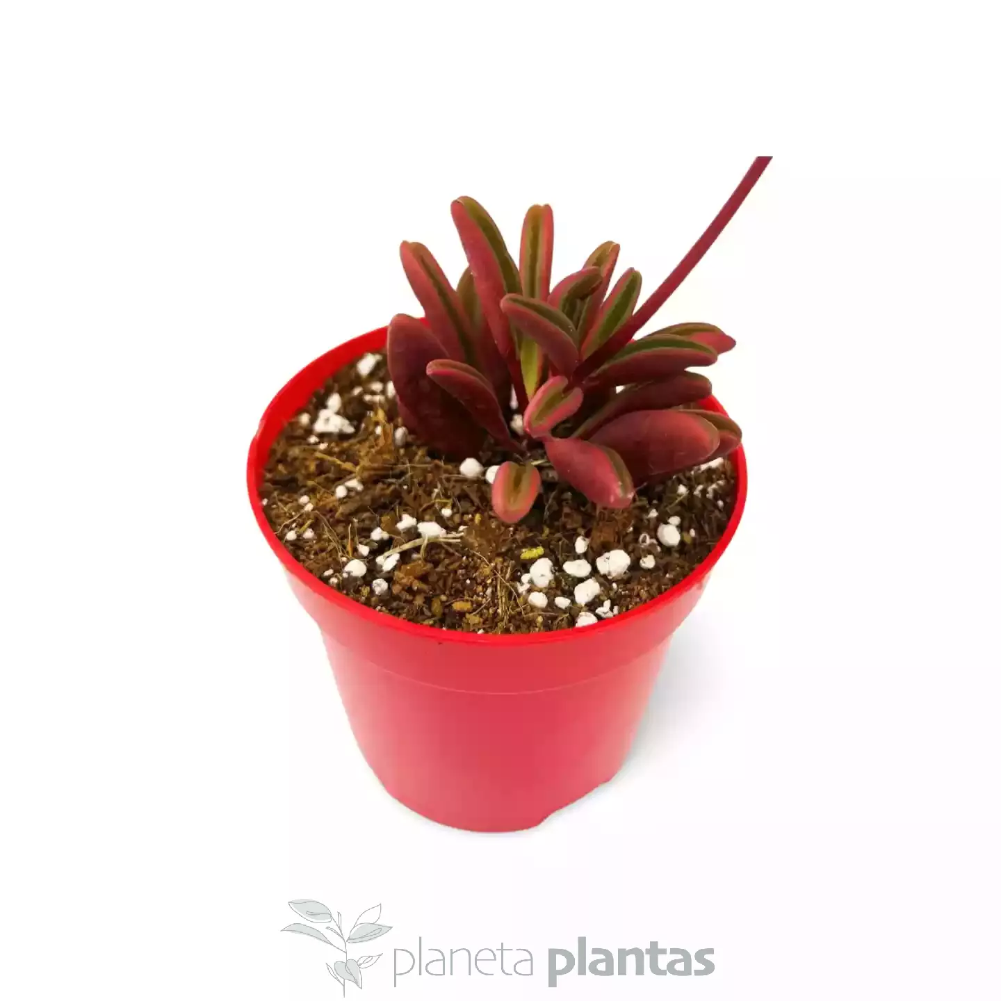 Peperomia Glaveolens-02 Peperomia Glaveolens