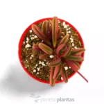 Peperomia Glaveolens — vista dettaglio