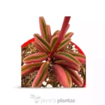 Peperomia Glaveolens — foto principale