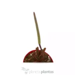 Peperomia Glaveolens — vista laterale