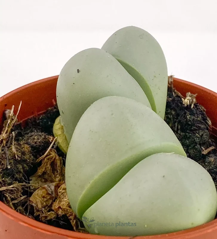 Pleiospilos Nelii Verde