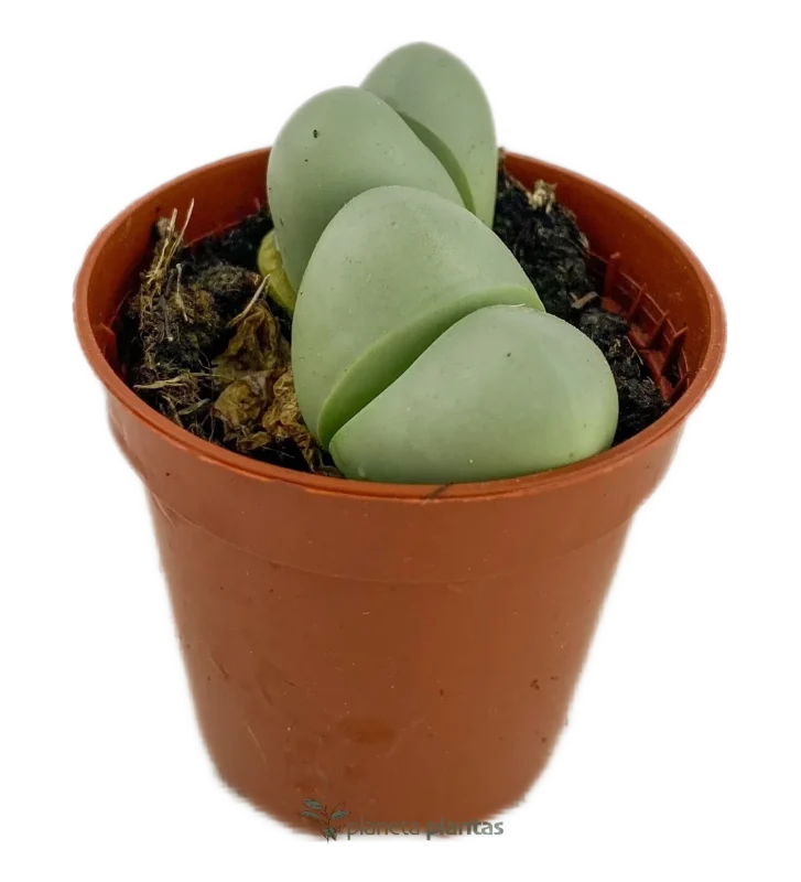 Pleiospilos Nelii Verde