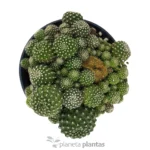 Rebutia Albiflora — foto principale